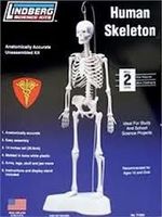  Human skeleton luuranko  35 cm  koottava pienoismalli   